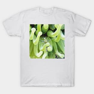 Spotted Cleaner Shrimp posing on Giant Green Sea Anemone T-Shirt